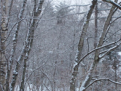 DSCF4385