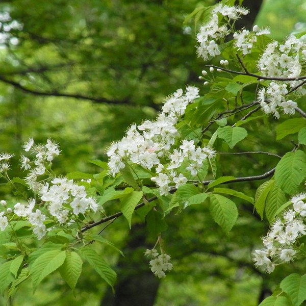 RIMG0017