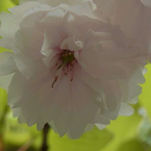 RIMG0264a