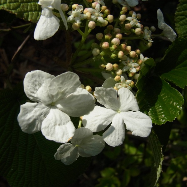 RIMG0338a