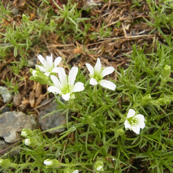 RIMG0711a