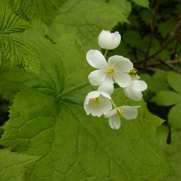 RIMG0761a