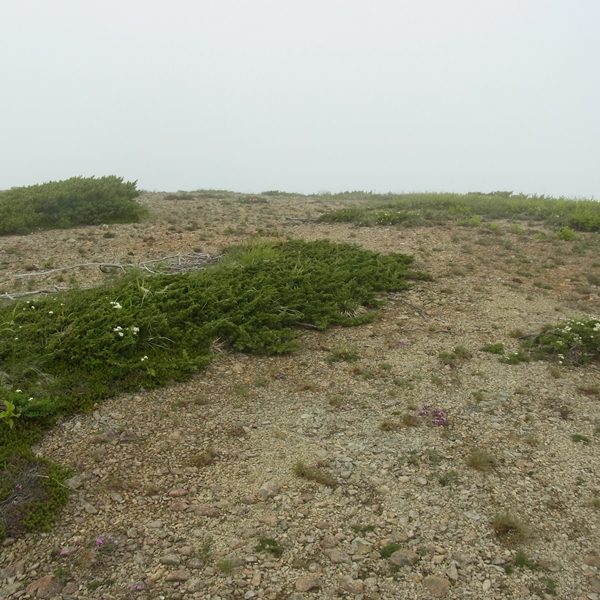 RIMG0766a