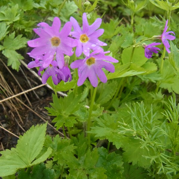 RIMG0777a