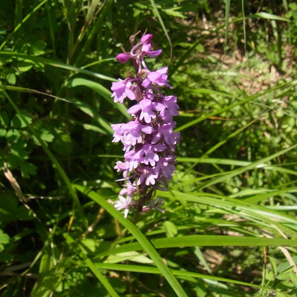 RIMG0825a