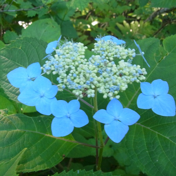 RIMG0859a