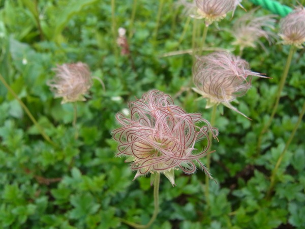 RIMG0886a