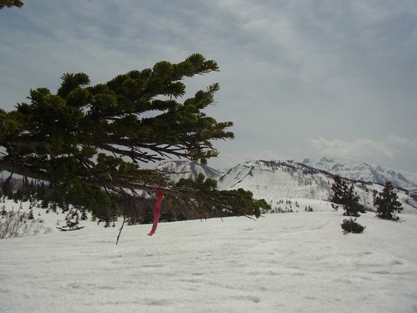 RIMG0968b