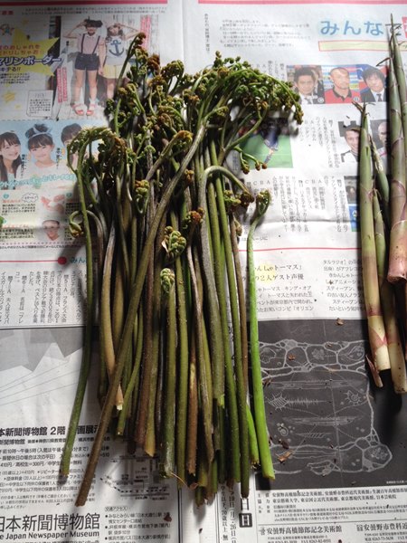 warabi